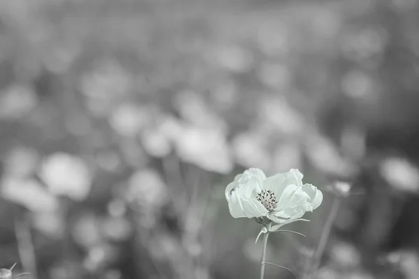 white and black rose flower