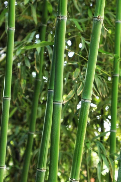 green bamboo plant in the garden