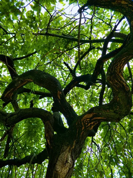 Träd Grenar Natur Flora Miljö — Stockfoto