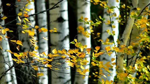 birch tree branches in the forest