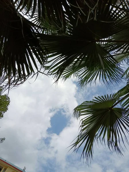 palm trees on the sky background