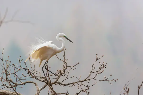 Vue Oiseau Dans Nature — Photo
