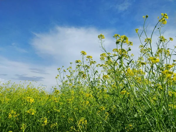 stock image green field with blue sky