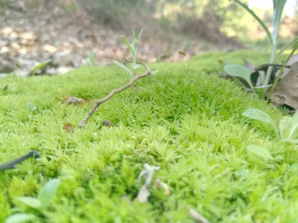 stock image landscape grass, flora and nature