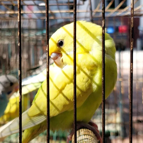 Uccello Nella Gabbia — Foto Stock