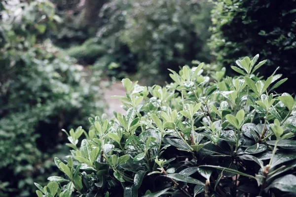 Hermosas Hojas Verdes Árbol Jardín — Foto de Stock