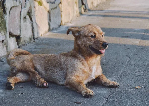 View Dog — стоковое фото