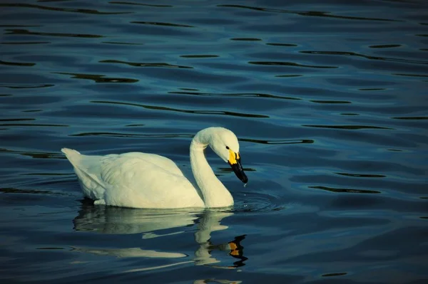 Cigno Che Nuota Nello Stagno — Foto Stock