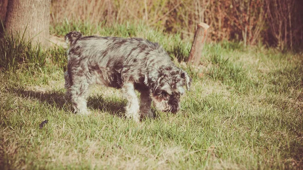 Lindo Perro Campo — Foto de Stock