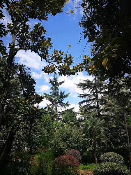 Hermosa Vista Naturaleza Del Bosque — Foto de Stock