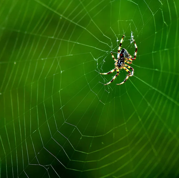 Teia Aranha Flora Fauna — Fotografia de Stock