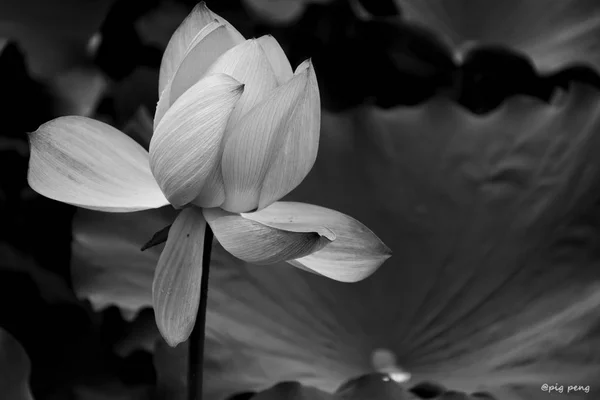 white and black flower