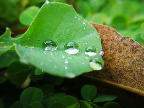 Foglia Con Gocce Acqua Flora Umida — Foto Stock