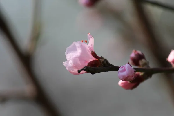 Roze Magnolia Bloem Een Boom — Stockfoto