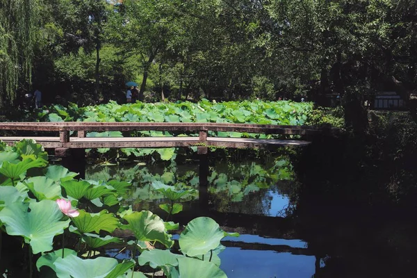 Hermoso Paisaje Con Estanque Parque — Foto de Stock