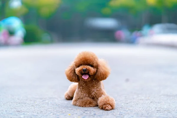 通りでの犬のおもちゃ — ストック写真