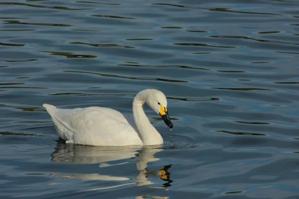 Weißer Schwan Auf Dem See — Stockfoto