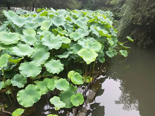 Hermosas Hojas Verdes Jardín — Foto de Stock