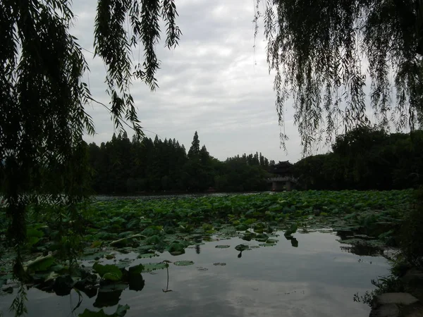 Lago Bosque — Foto de Stock