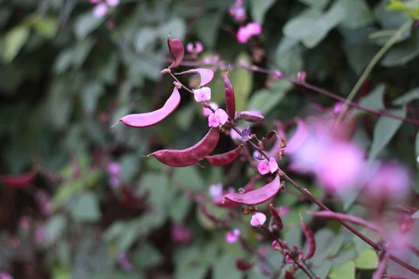 花园里的粉红花朵 — 图库照片