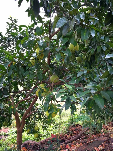 Stock image green tree with fruits, summer tree flora 