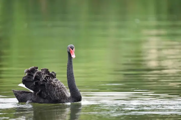 Een Mooie Zwaan Een Meer — Stockfoto