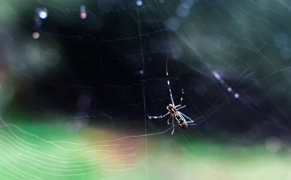 Telaraña Flora Fauna — Foto de Stock