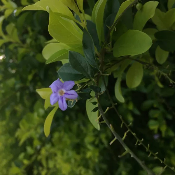 stock image beautiful flowers in the garden