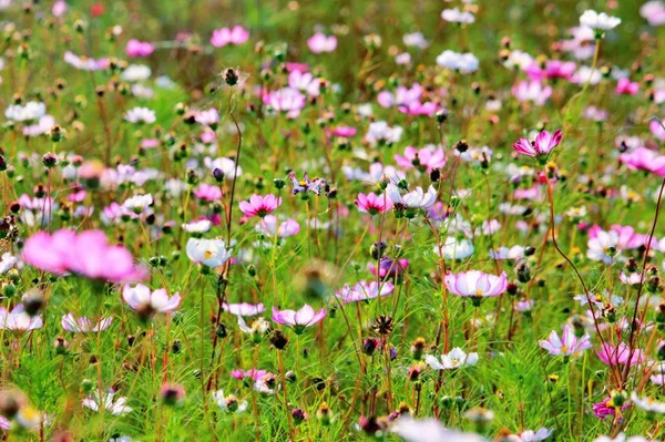 flora and nature, forest plants, flowers