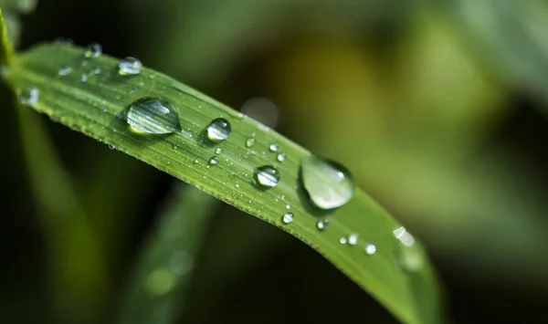 Erba Verde Con Gocce Rugiada Sull Acqua — Foto Stock