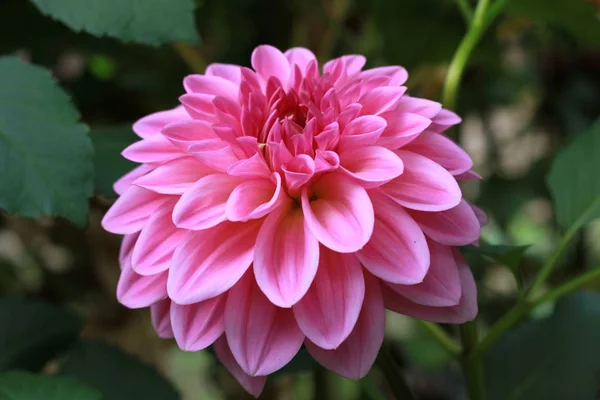 Różowy Kwiat Dahlii Ogrodzie — Zdjęcie stockowe