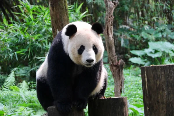 panda bear animal in zoo, pandas wildlife