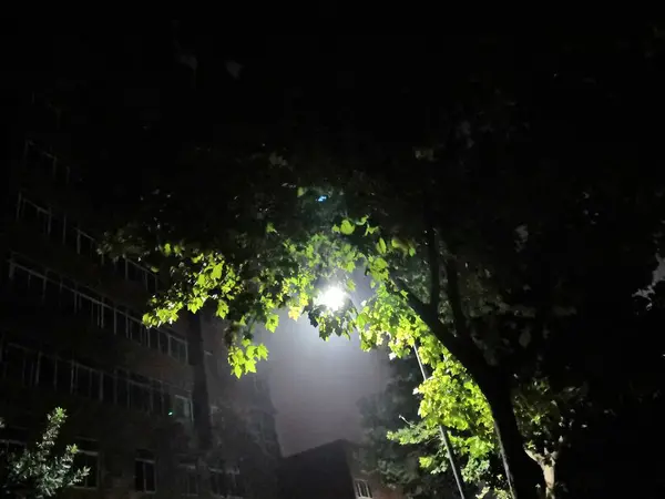 Hermoso Paisaje Nocturno Con Árboles Árboles — Foto de Stock