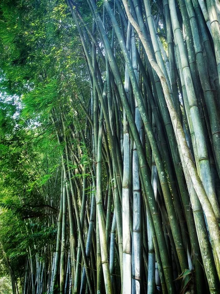 green bamboo tree in the forest