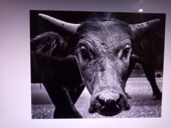 Черно Белая Корова Поле — стоковое фото