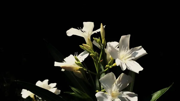 beautiful bouquet of white flowers on black background