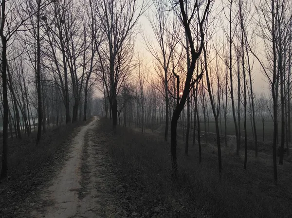 Bela Paisagem Inverno Com Árvores Floresta — Fotografia de Stock