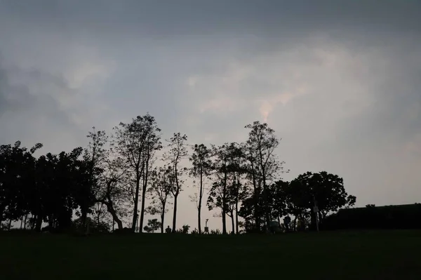 beautiful landscape with trees and tree