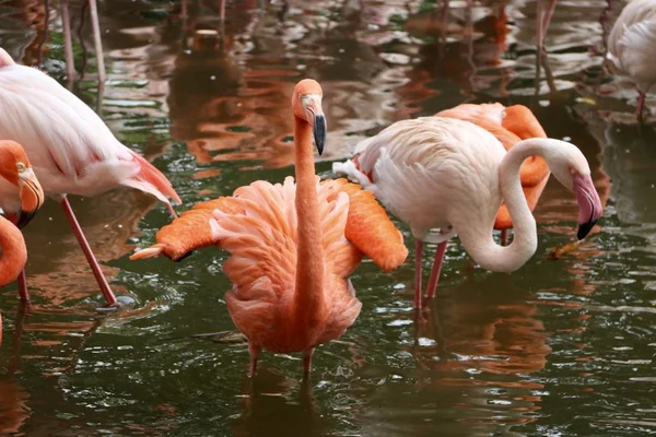 Ptak Flamingowy Tropikalna Flora Fauna — Zdjęcie stockowe