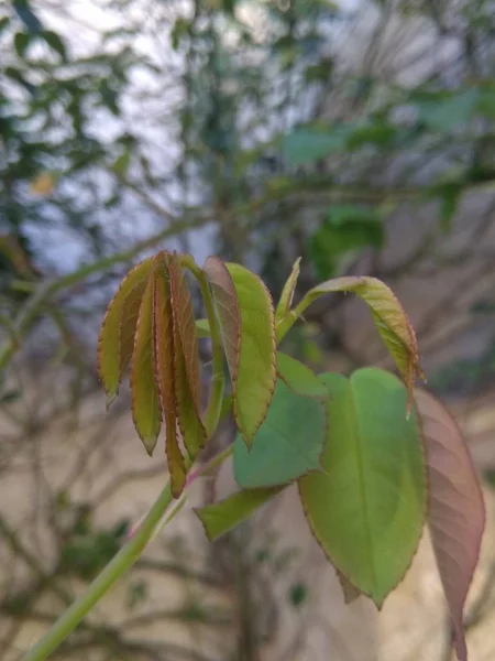 stock image green leaves, flora and nature