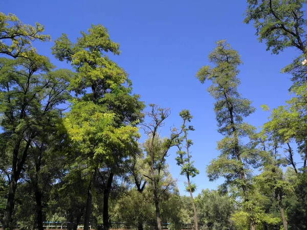 tree branches in forest, flora