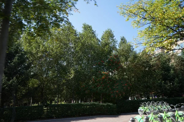 Hermosa Vista Del Parque Ciudad Tailandia — Foto de Stock