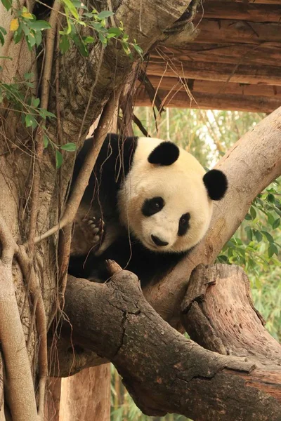 Pandák Vadvilág Panda Medve Állat Állatkertben — Stock Fotó