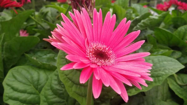 Rosa Dahlia Blomma Trädgården — Stockfoto