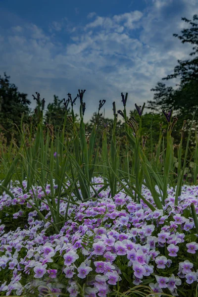 Schöne Blumen Garten — Stockfoto