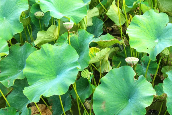 Hermoso Plano Botánico Fondo Pantalla Natural — Foto de Stock