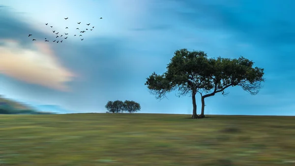 beautiful landscape with a tree and a lonely trees