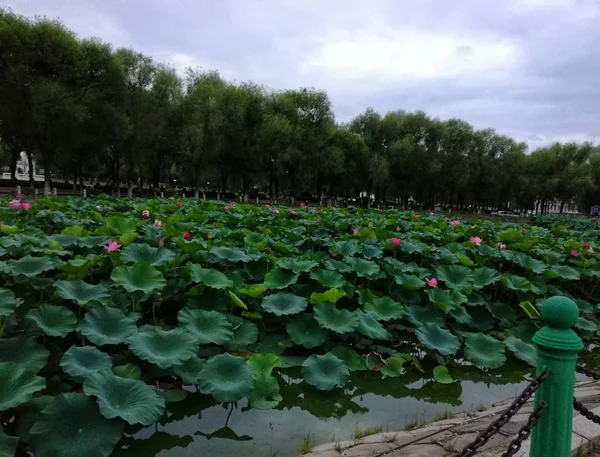 Hermoso Plano Botánico Fondo Pantalla Natural — Foto de Stock