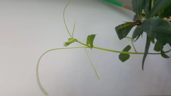 Planta Verde Sobre Fondo Blanco — Foto de Stock