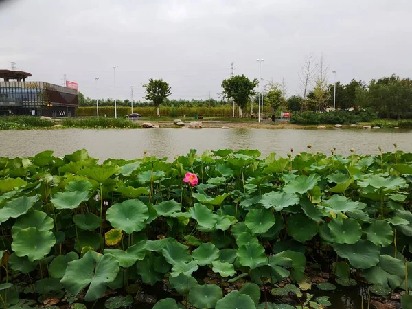 Estanque Parque — Foto de Stock